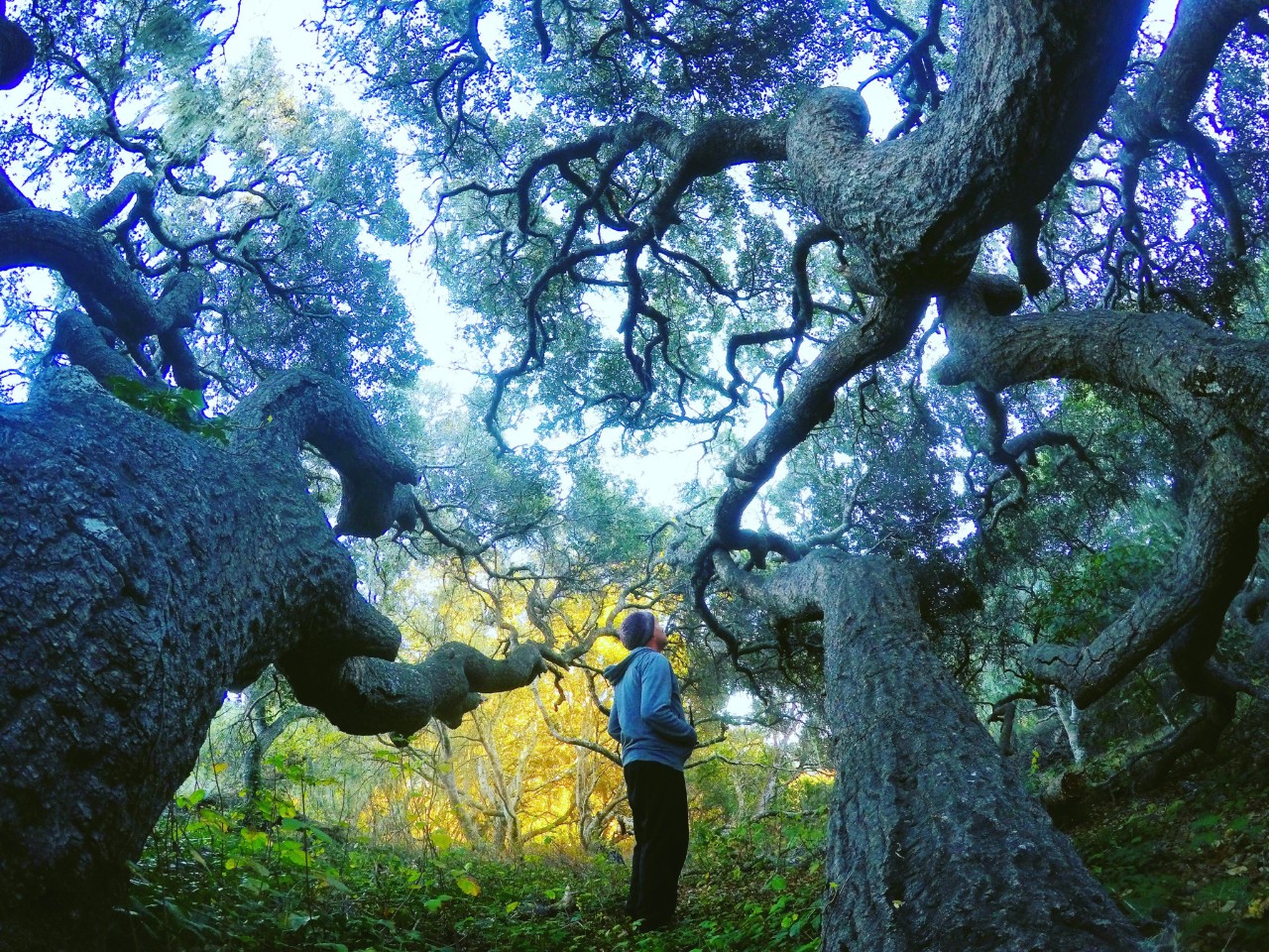 Website-California-state-parks_HQ_P_2022-05-0001
