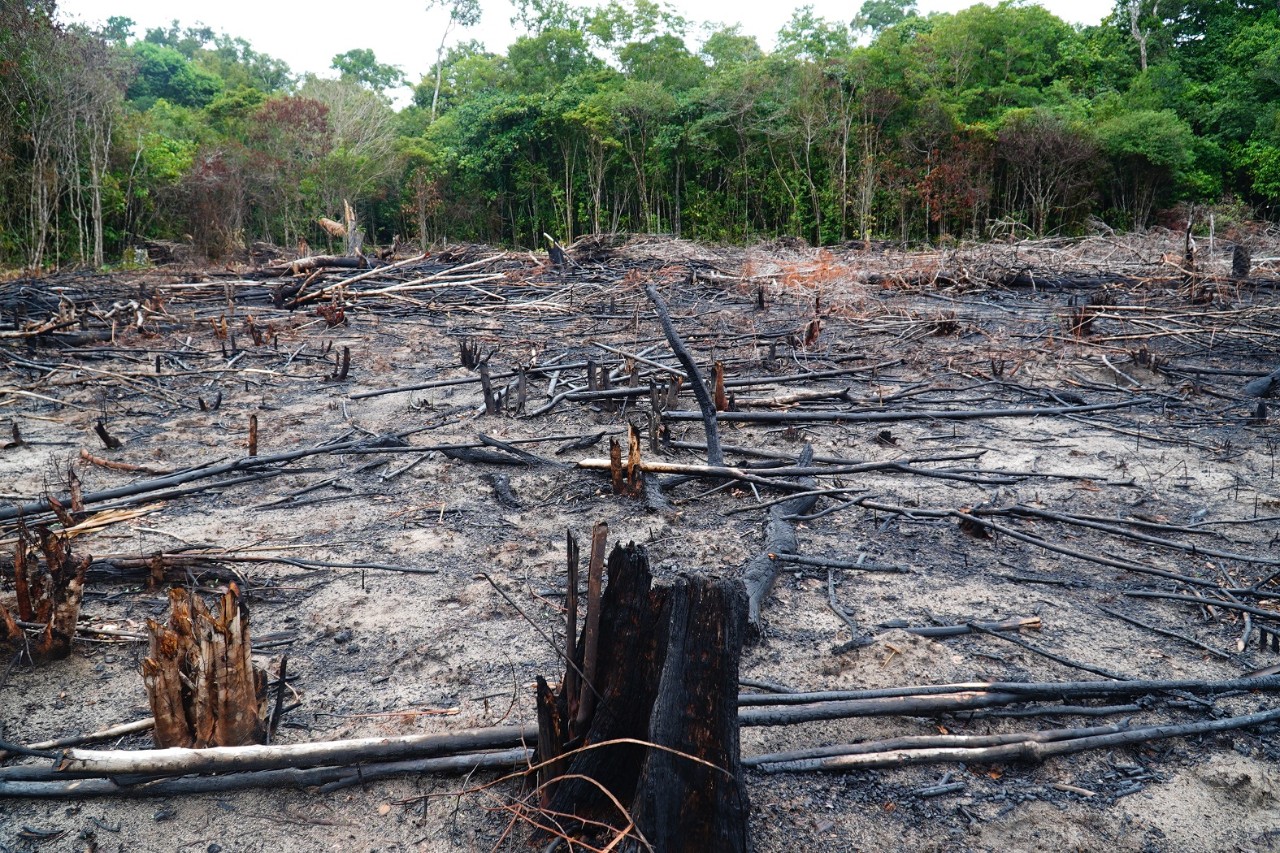 Le défrichage par le feu et l’abattage illégal de bois détruisent la forêt tropicale.