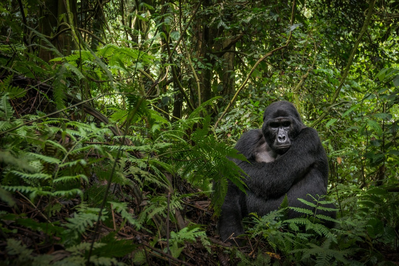 La forêt tropicale : un écosystème menacé