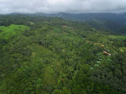 : Des arbres pour la TigraLe projet de forêt tropicale de La Tigra dans le nord du Costa Rica s'enrichit de nouveau de quelques arbres supplémentaires. L'objectif de La Tigra est de reboiser des zones de la forêt qui ont été coupées et utilisées à des fins agricoles. Des arbres sont donc à nouveau plantés sur la superficie de trois hectares.Les premières années, les jeunes arbres sont entretenus, plus tard la forêt doit pouvoir se développer sans la moindre intervention humaine. La monoculture des bananiers, par exemple, a détruit l'habitat naturel de nombreux animaux qui vivent dans cette forêt. Le reboisement favorise désormais également la biodiversité. Avec ce projet, la Tigra veut non seulement réparer partiellement la destruction de l'environnement, mais aussi montrer que le reboisement peut également générer des revenus durables. Ainsi, le « La Tigra Lodge » est une destination pour les touristes qui souhaitent passer des vacances dans une approche plus durable : loin du tourisme de masse, ils peuvent dormir dans un campement au beau milieu de la forêt tropicale, faire des randonnées en journée et observer les animaux.STIHL soutient le projet et a fait don de 40 arbres qui ont été plantés par une classe d'élèves en mai 2017. Les jeunes arbres sont entretenus pendant trois ans par les employés du Lodge. Ils devraient ensuite se transformer naturellement en une forêt dense.